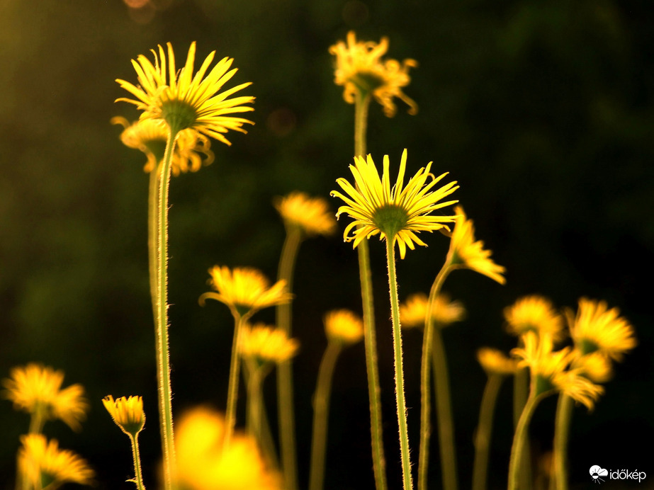 Zergevirágok esti fényben 
