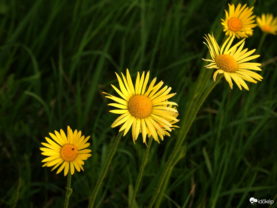 Még egy kis zergevirág :) 