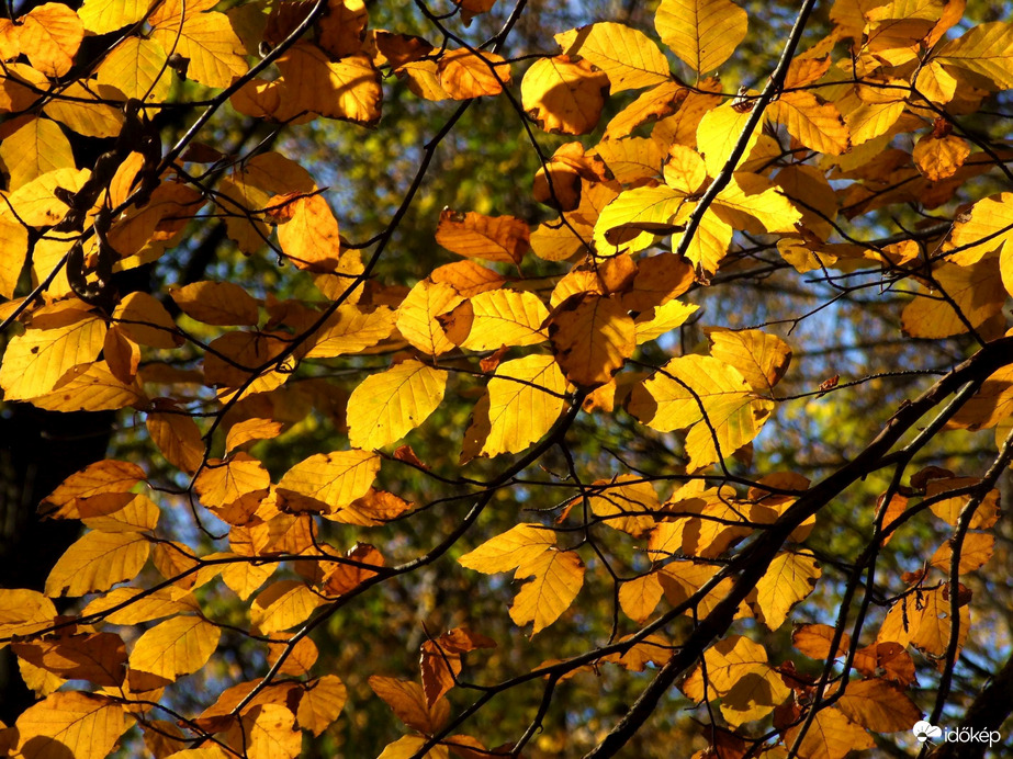 Napsütötte falevelek :)