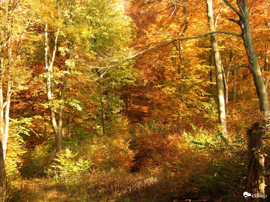 Még egy kis őszi Pilis :) 