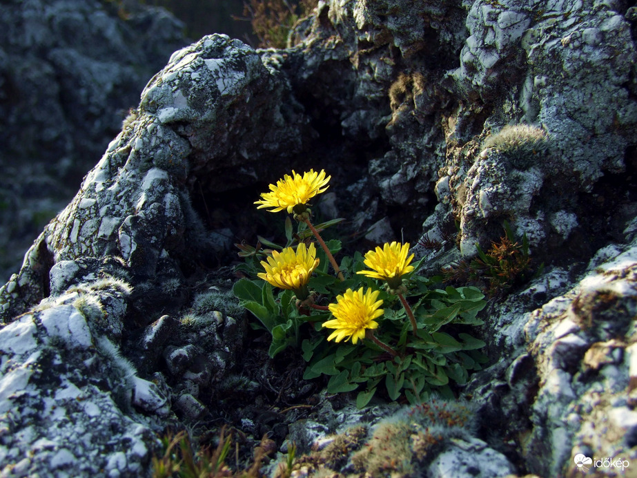 Budaörstől Csillebércig 