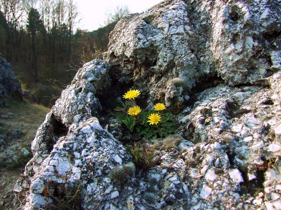 Budaörstől Csillebércig 