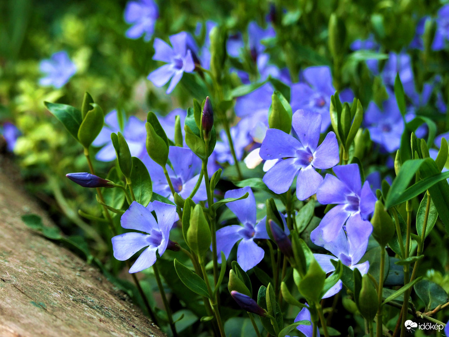 Budaörstől Csillebércig 