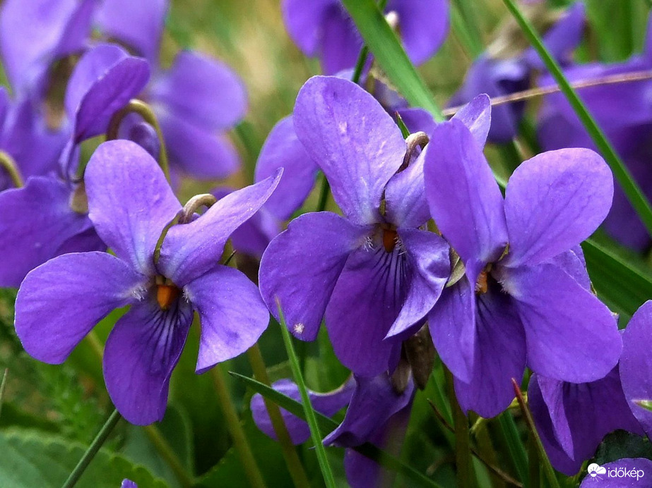 Budaörstől Csillebércig 