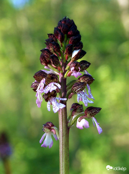 Félig már kinyílt :)