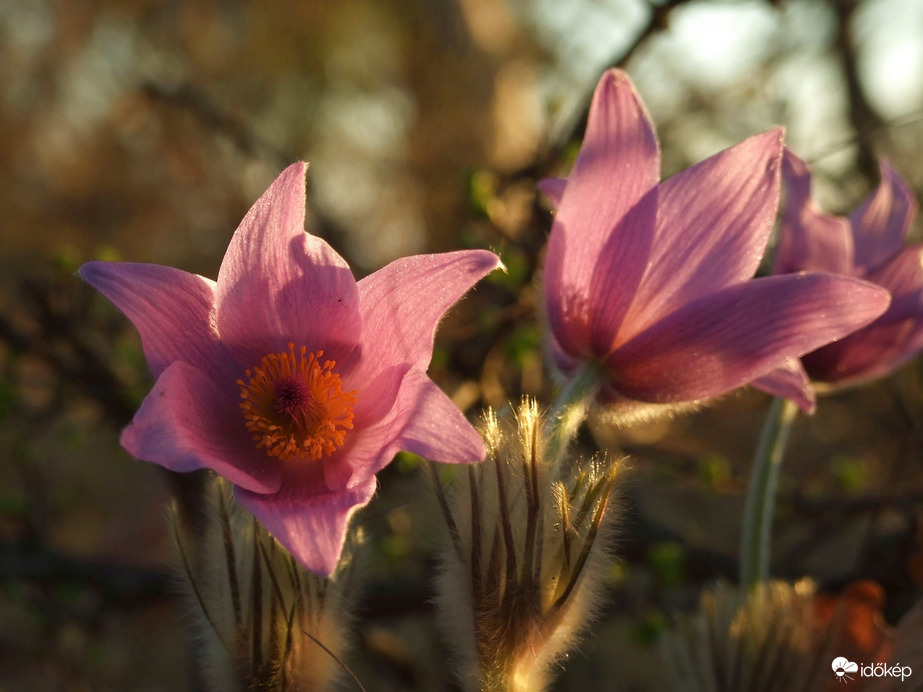 Esti fényben, rózsaszínben 