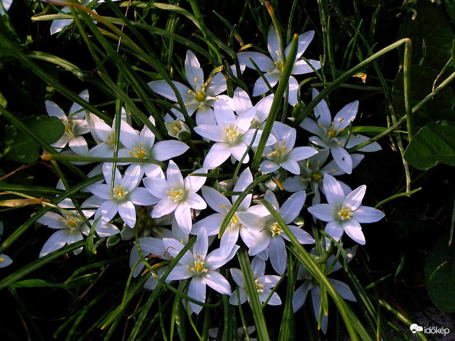 Csillagok a fű között 