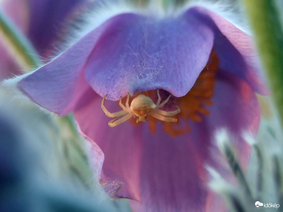 Behúzódom ide éjszakára... :)