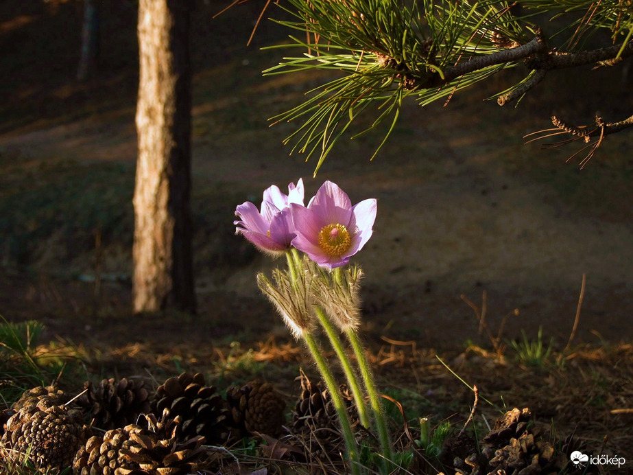 Itt lakunk a fák alatt! 