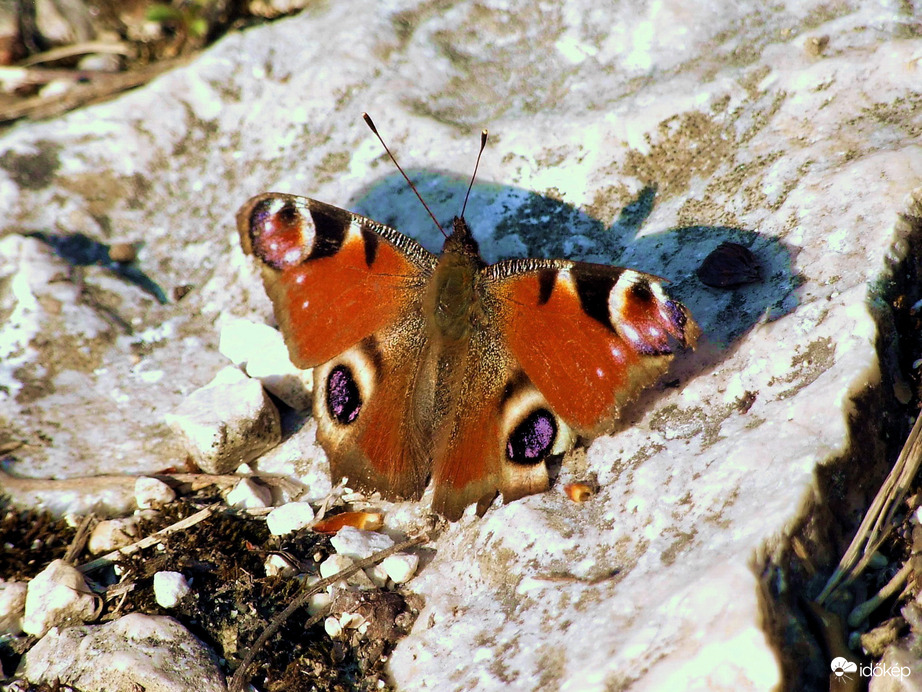 Szelektől megtépázva