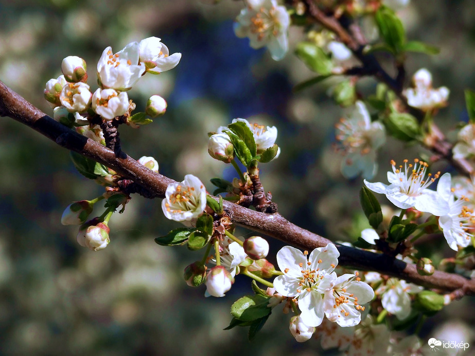 Szép a tavasz :)