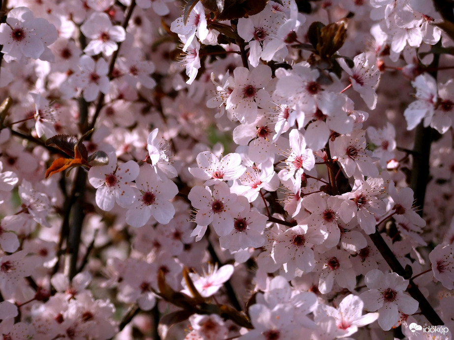 Számold meg a szirmaimat! :)