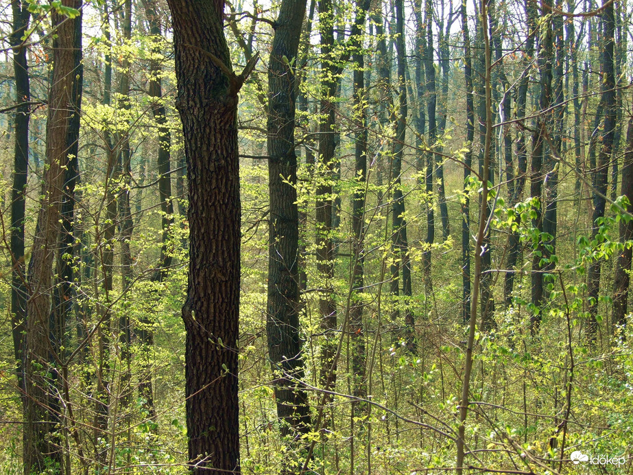 Áprilisi erdő 