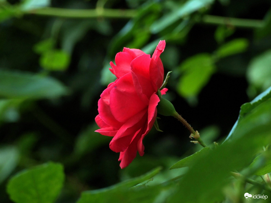 "...kihajlott az útra" :)