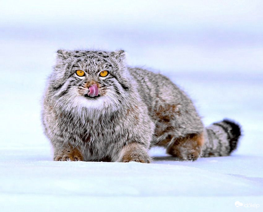 Én mondtam nektek, hogy kemény lesz az idei tél, készüljetek fel, de nem hallgattatok rám :) 