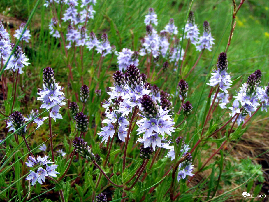 A Börzsöny nyugati lábánál 