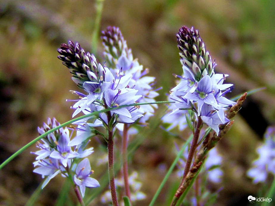 A Börzsöny nyugati lábánál 