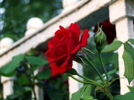 Lady in red :)