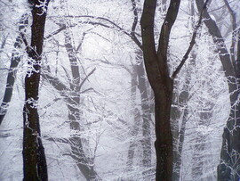 Zúzmarás fák körtánca :) 