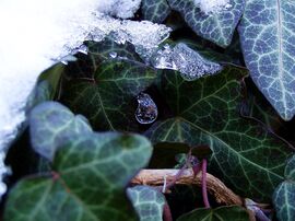 Hidegcsepp télen :) 