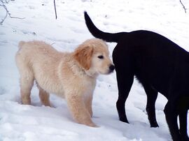 Van, aki most lát először havat :)