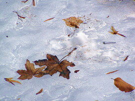 A jég hátán is levél :)