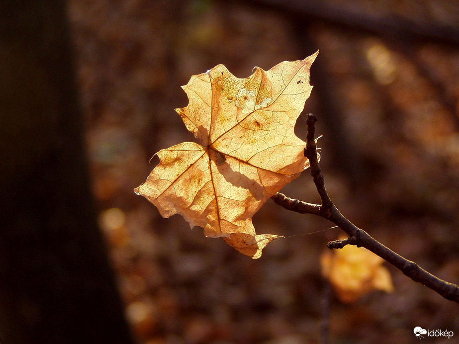 November végi hírmondó :)