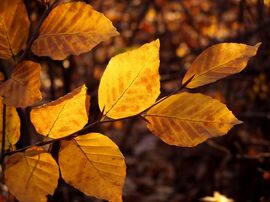 Akadnak még színek 