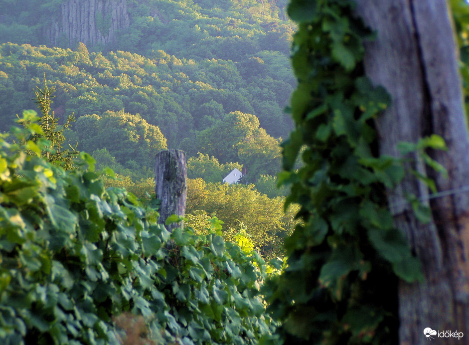 Kint a szőlőhegyen 