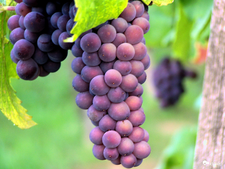 Szőlőfürtök 