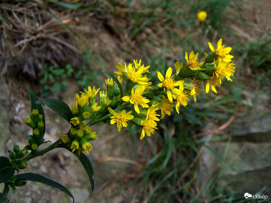 Természetes sziklakert 