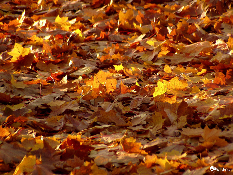 Őszi avar napsütésben 