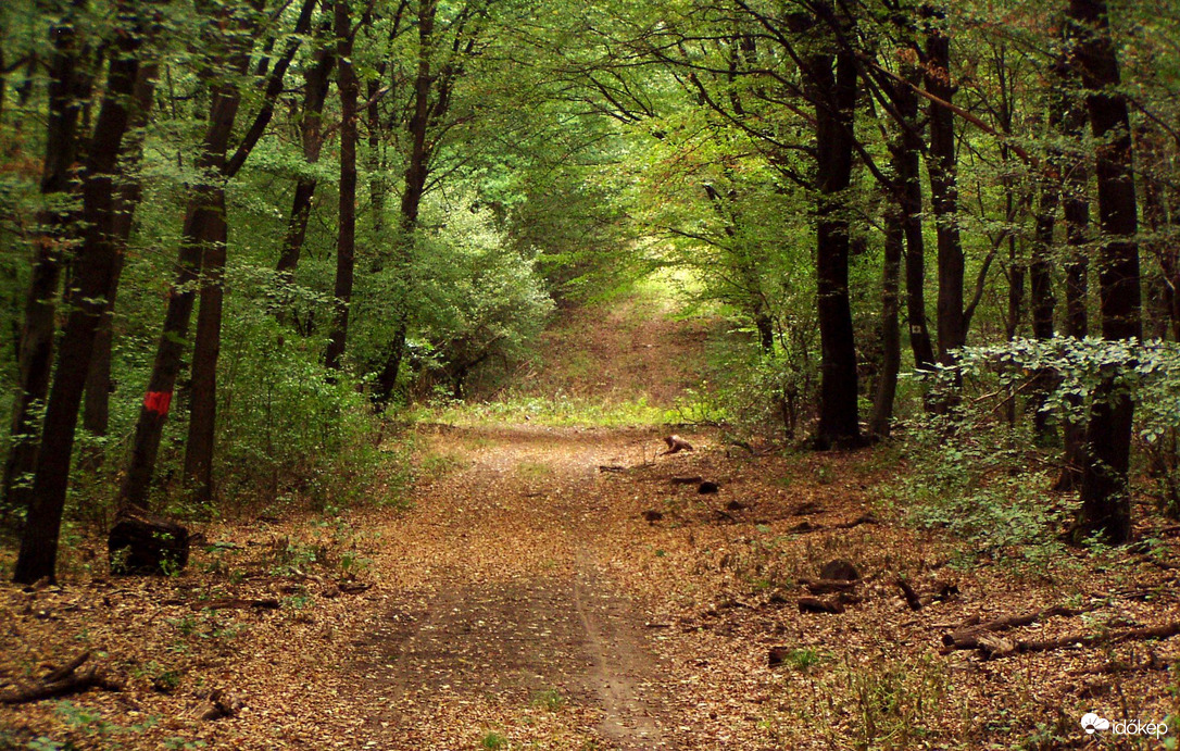 Borús időben az erdőben 
