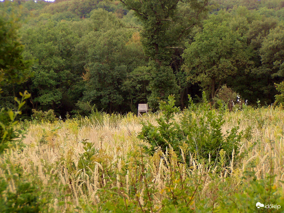 Sárgulnak már a rétek is 
