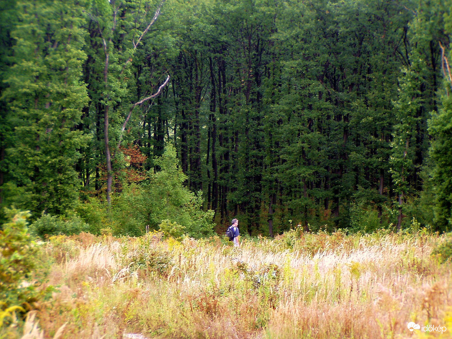 Erdőszélen 