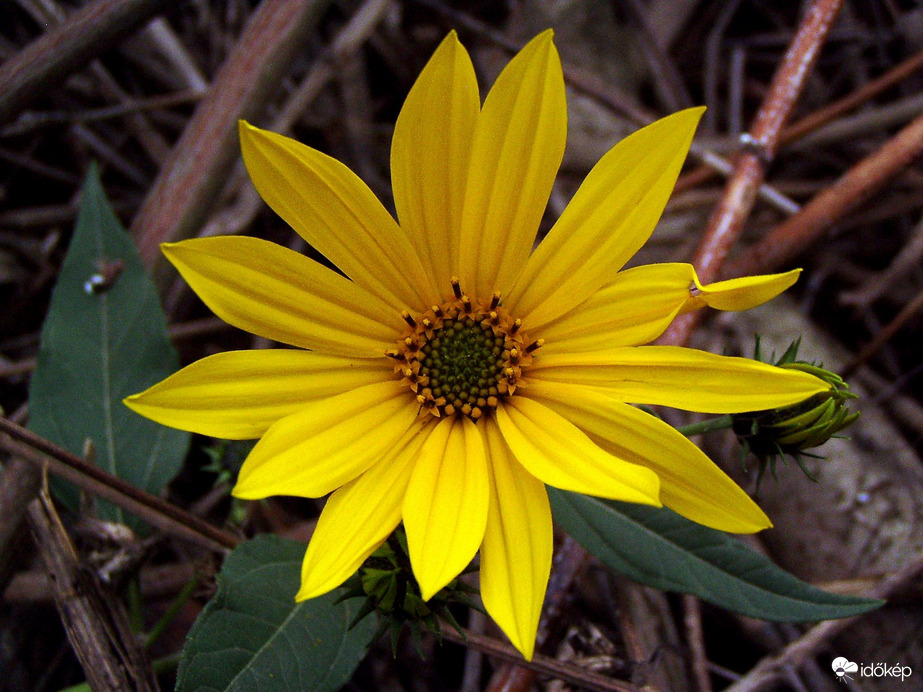 Csicsóka közelről 