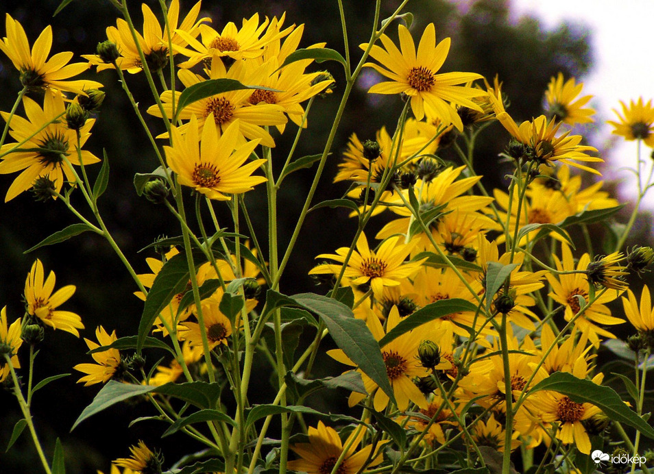 Sárga virágok 