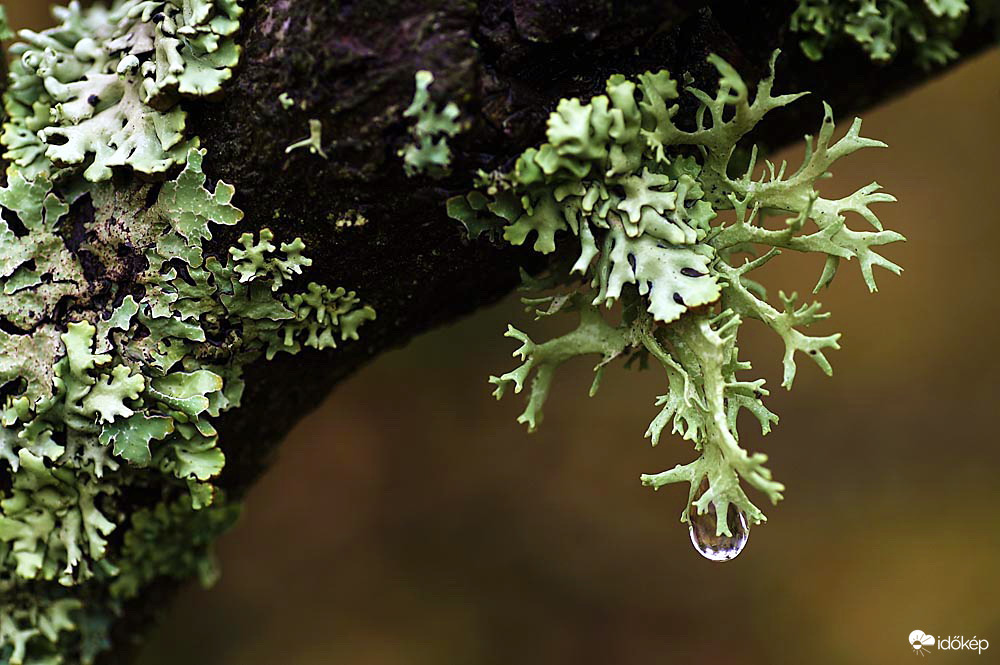 Vízelvezetés a természetben :)