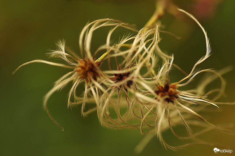 Őszi tekerentyű :) 