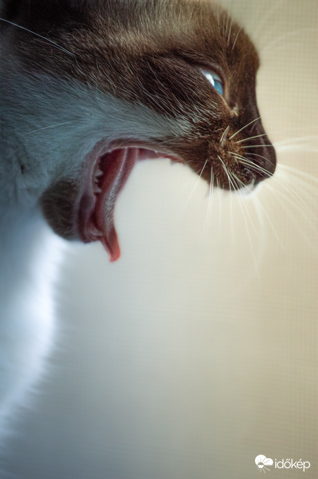 Ha nagy leszek oroszlán leszek