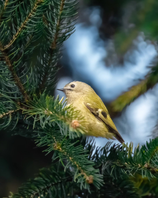 Sárgafejű királyka