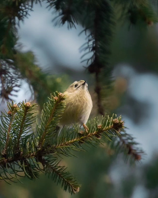 Sárgafejű királyka