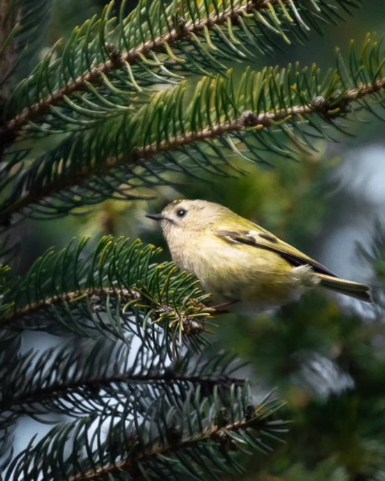 Sárgafejű királyka