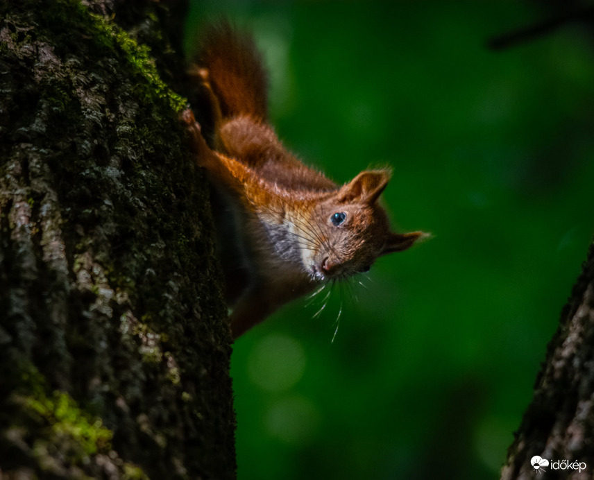 A kis kötekedő mókus