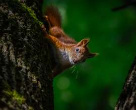 A kis kötekedő mókus
