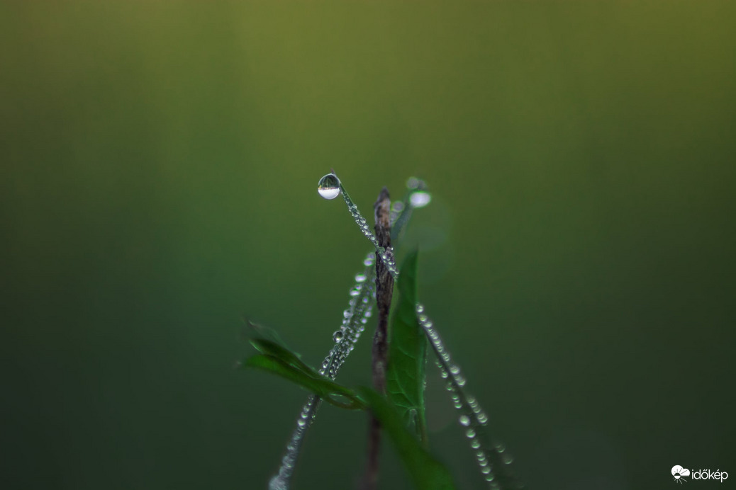 Reggeli cseppecskék