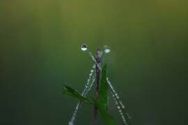 Reggeli cseppecskék