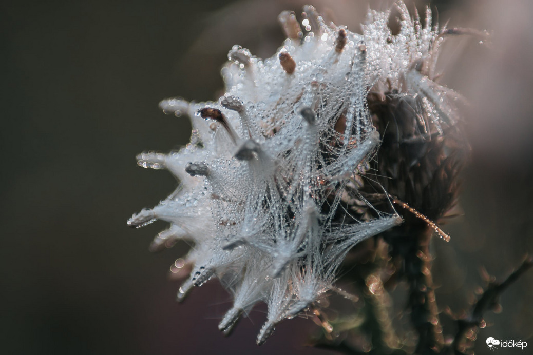 Reggeli cseppecskék