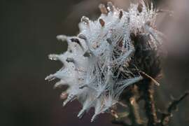 Reggeli cseppecskék