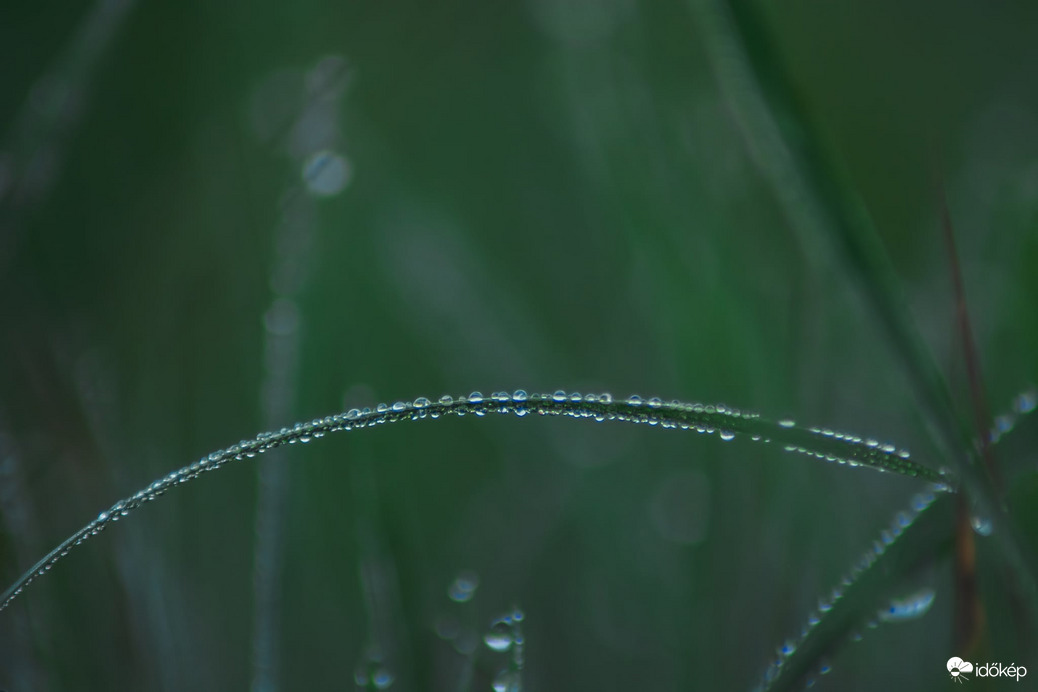 Reggeli cseppecskék
